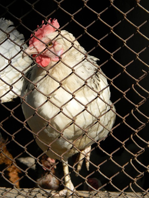 赋异禀的中 赋异禀的中