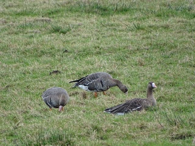 忽视的中坚 忽视的中坚